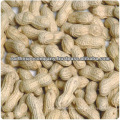 Leading Supplier of Groundnut